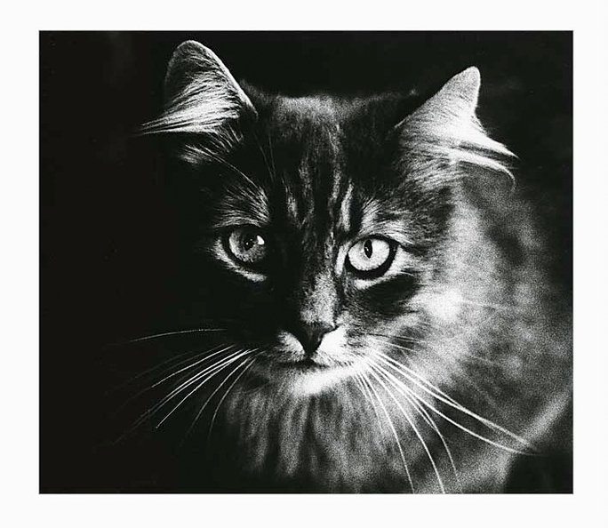 main-coon.jpg