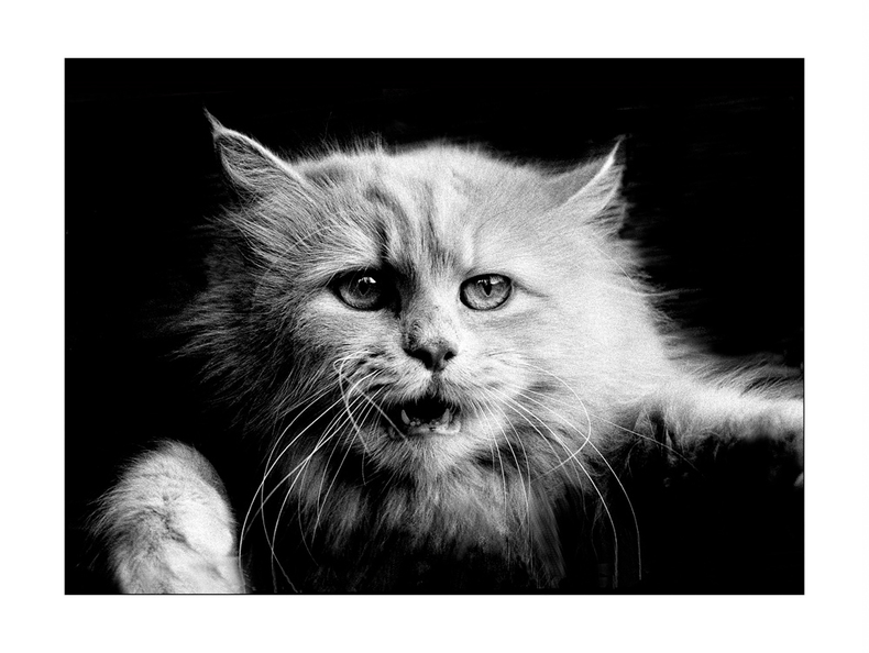 maine-coon.jpg