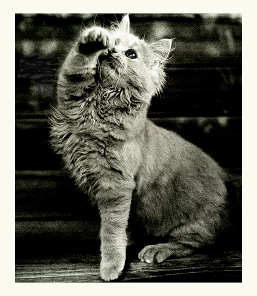maine-coon-bern-001.jpg