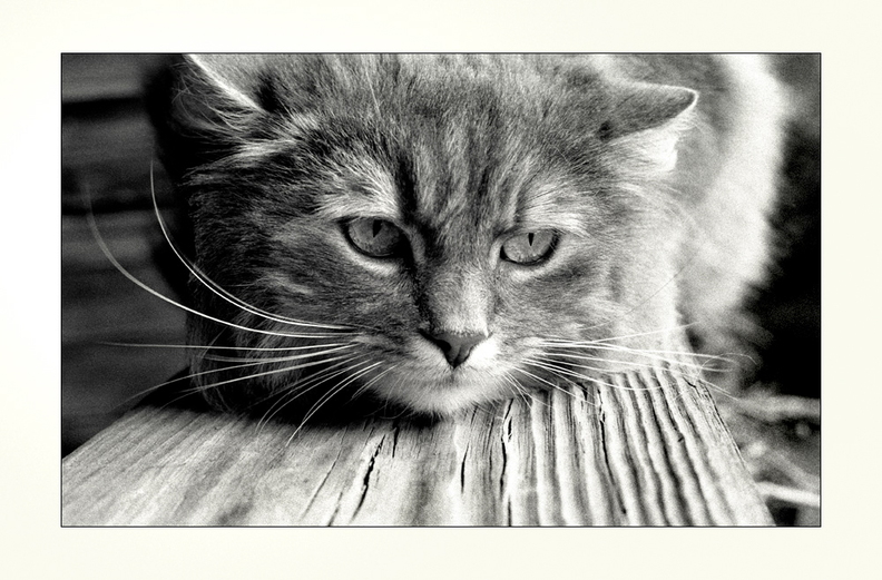 maine-coon-bern.jpg