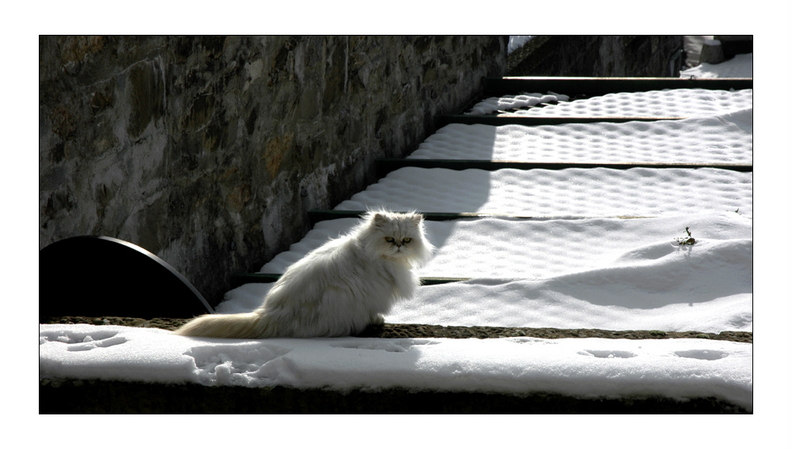 persian-cat-lausanne.jpg