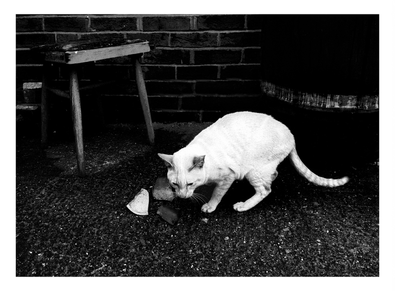 ill-cat2-1000.jpg