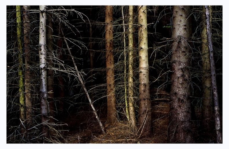 do-rnberg-wald-99a-sg-1200-ra2.jpg