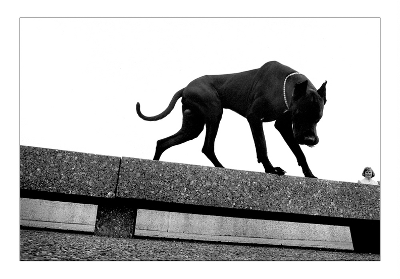 documenta-iv-dogge.jpg
