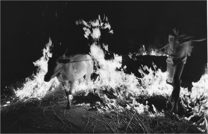 fest-der-heiligen-kuh.jpg