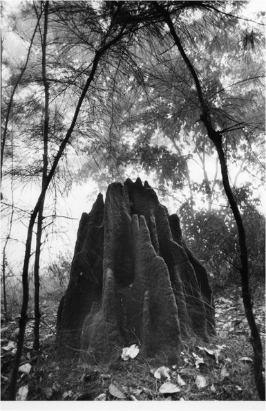 termitenhuegel-s-dindien.jpg