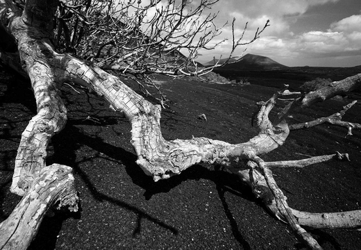 © T. Andreas Hoffmann