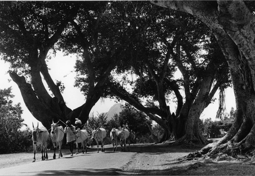 © T. Andreas Hoffmann