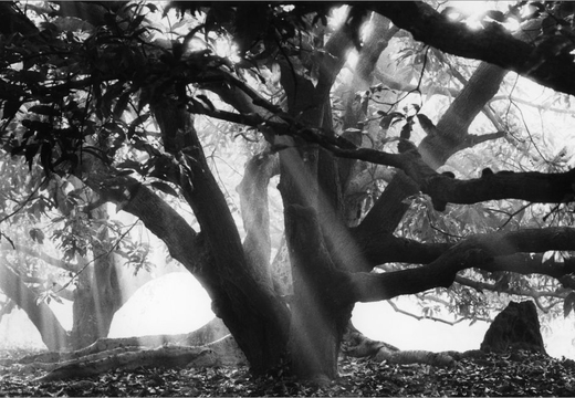 © T. Andreas Hoffmann