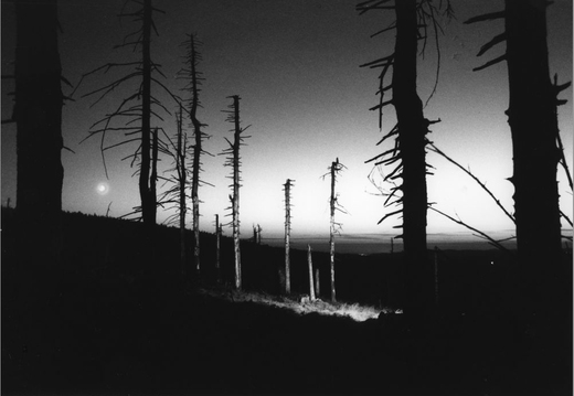 © T. Andreas Hoffmann