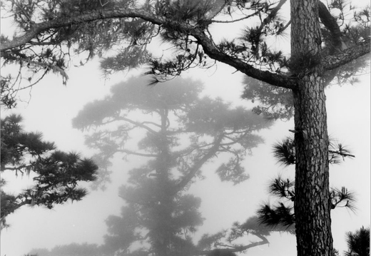 © T. Andreas Hoffmann