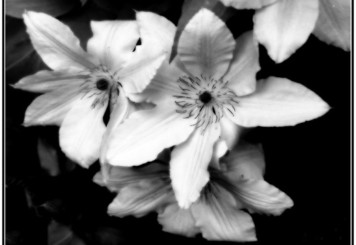 rolf-rock-black-and-white-flower-101a-028
