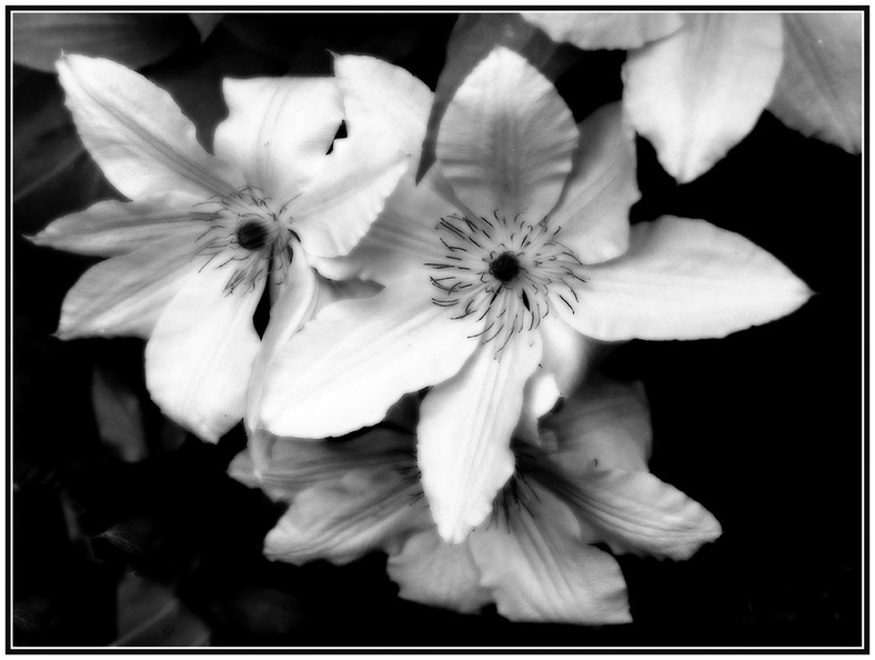 rolf-rock-black-and-white-flower-101a-028.jpg