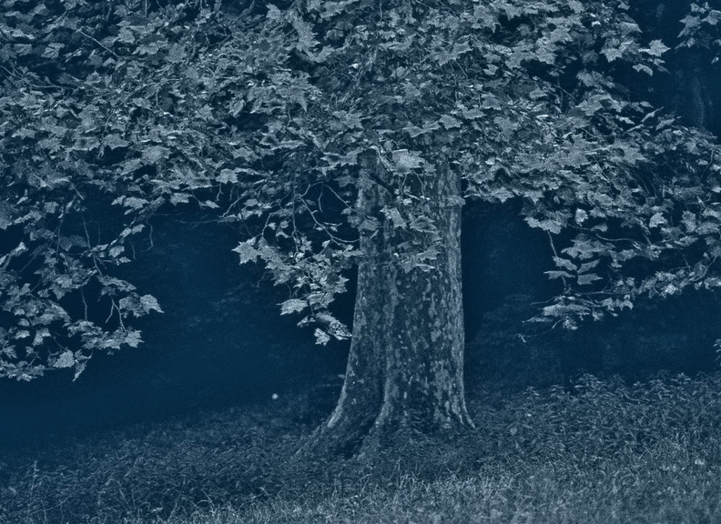 rolf-rock-black-and-white-tree526-035.jpg