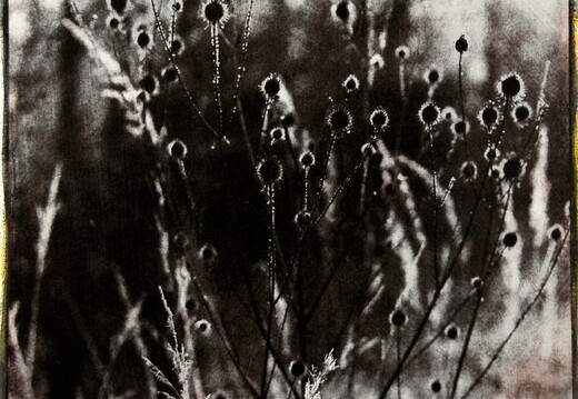 © Josef Safranek