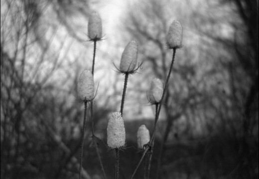 © Josef Safranek