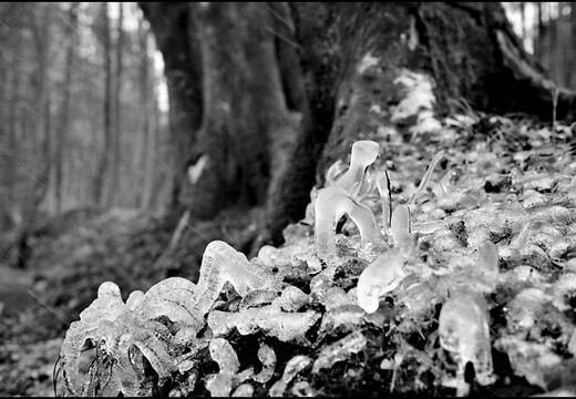 © Josef Safranek