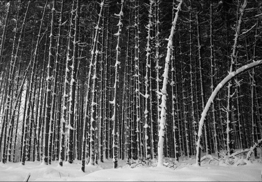 © Josef Safranek