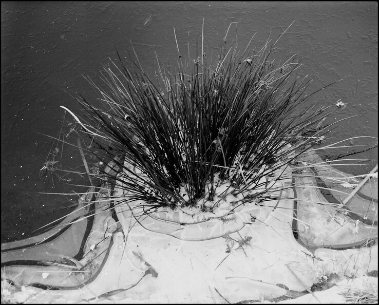 bschel_49413607923_o.jpg