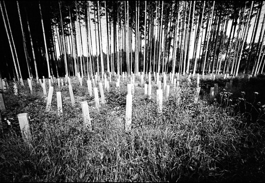 © Josef Safranek
