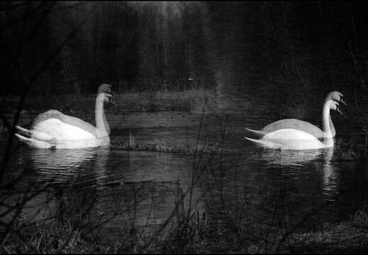 © Josef Safranek