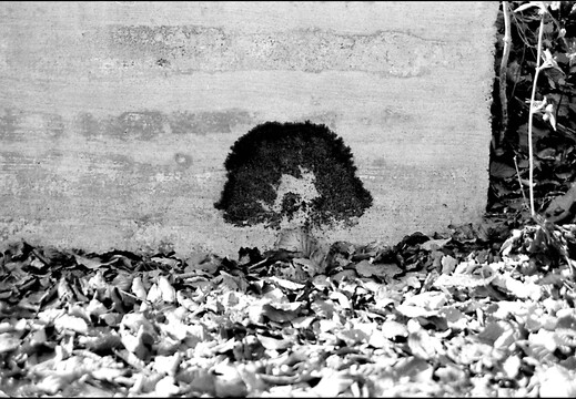 © Josef Safranek