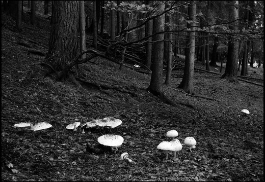 © Josef Safranek