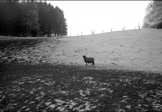 © Josef Safranek