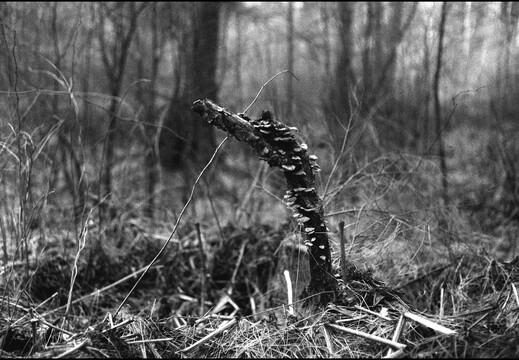 © Josef Safranek