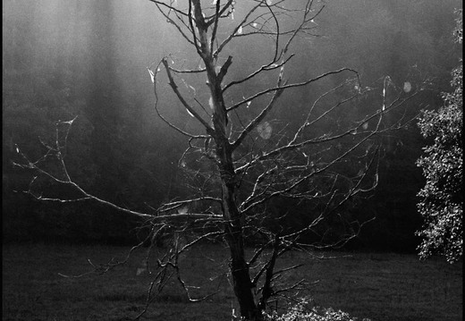 © Josef Safranek