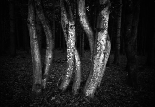 © Josef Safranek