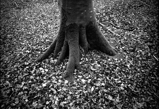 © Josef Safranek