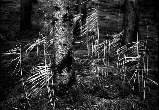 © Josef Safranek