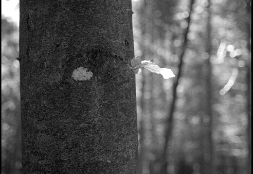 © Josef Safranek