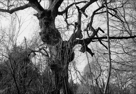 © Josef Safranek