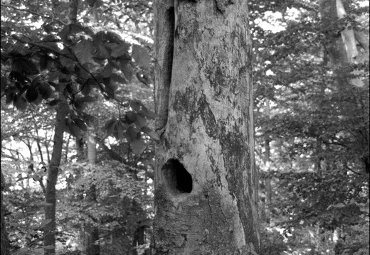 © Josef Safranek