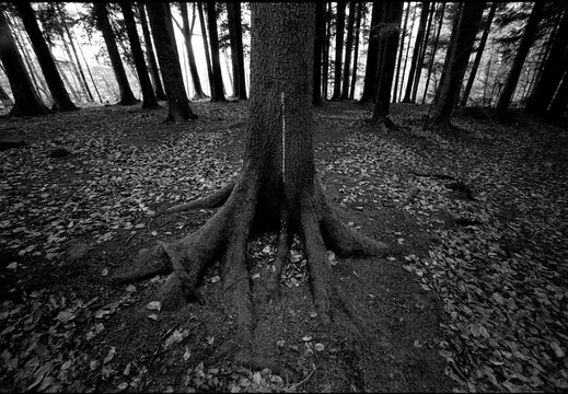 © Josef Safranek