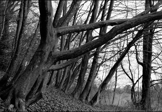 © Josef Safranek