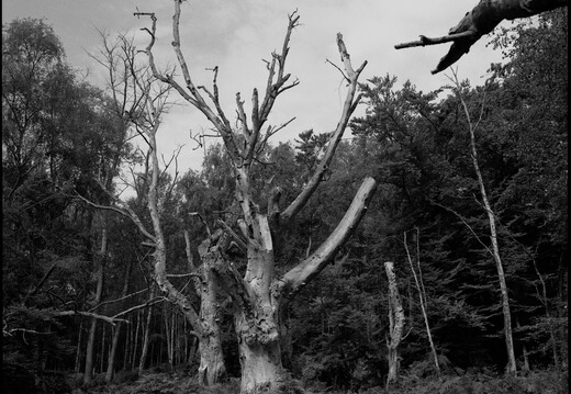 © Josef Safranek