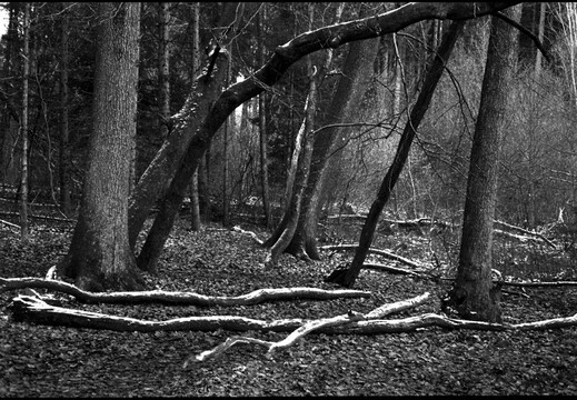 © Josef Safranek