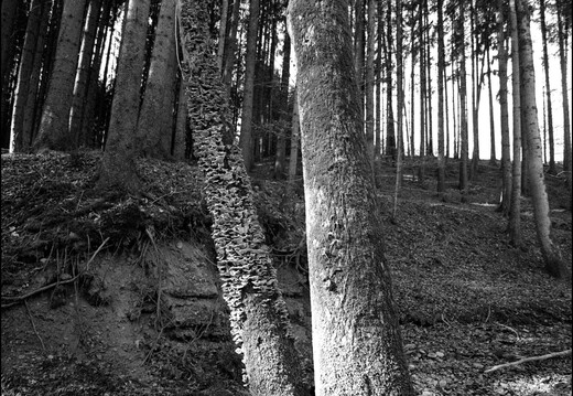 © Josef Safranek