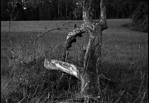 © Josef Safranek