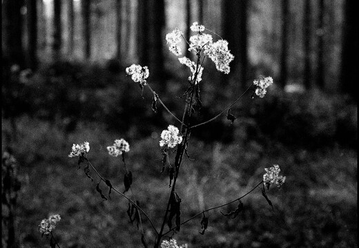 © Josef Safranek