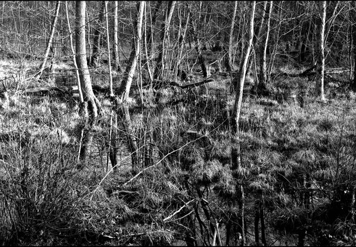 © Josef Safranek