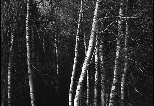 © Josef Safranek