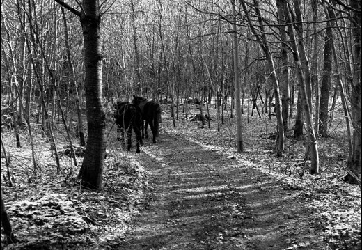 © Josef Safranek
