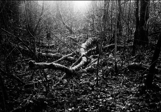 © Josef Safranek