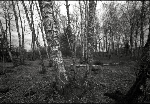 © Josef Safranek