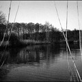 Waldiges am Wasser