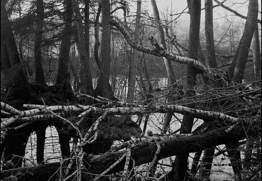 © Josef Safranek